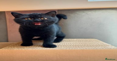 British Shorthair cats - Advert 8