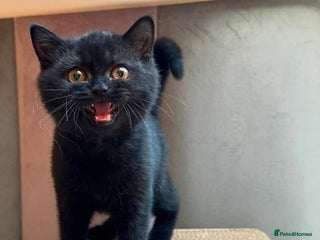 British Shorthair cats - Advert 34