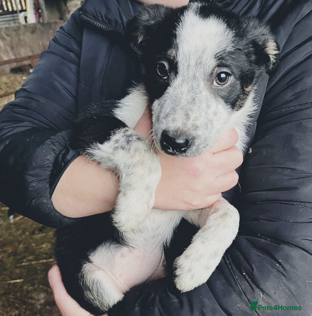 Border Collie dogs for sale: Beautiful collie puppies available  - Advert 6