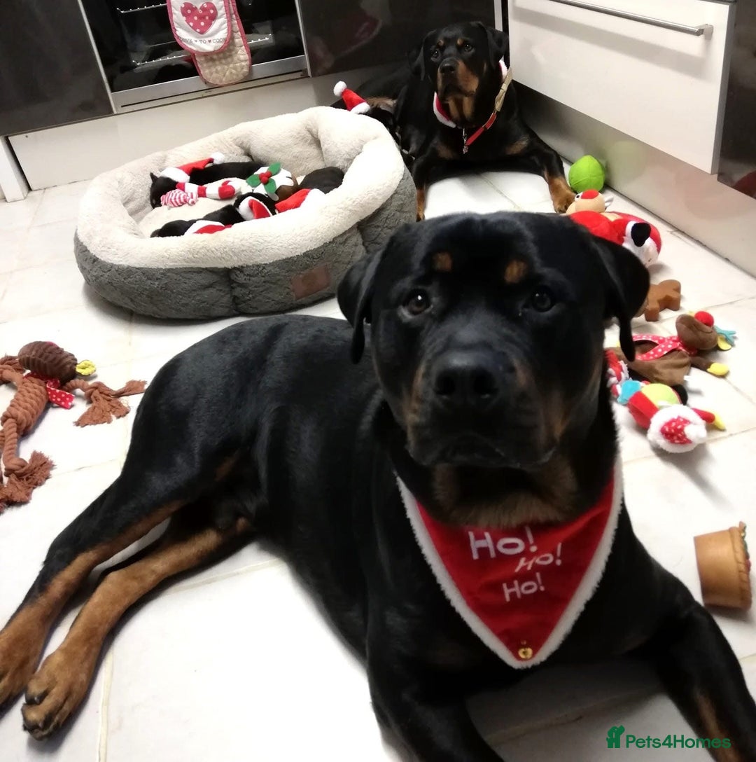 Rottweiler dogs for stud: Ralph the Rottweiler🔥 - Image 10