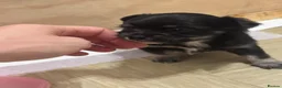 Chihuahua dogs for sale: 3 Long-Haired Mini Chihuahua Puppies – Deer Head in Holywood - Advert 16