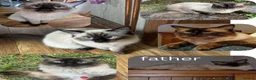 Ragdoll cats for sale: gorgeous ragdolls - Champion Bloodlines - Advert 3