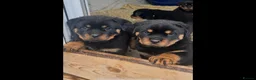 Rottweiler dogs for sale: Top German Rottweiler in Dudley - Advert 16