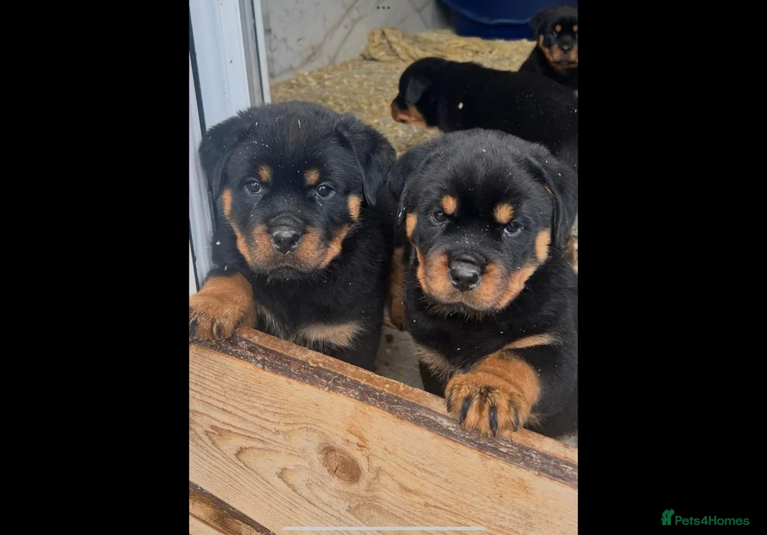 Rottweiler dogs for sale: Top German Rottweiler in Dudley - Advert 16