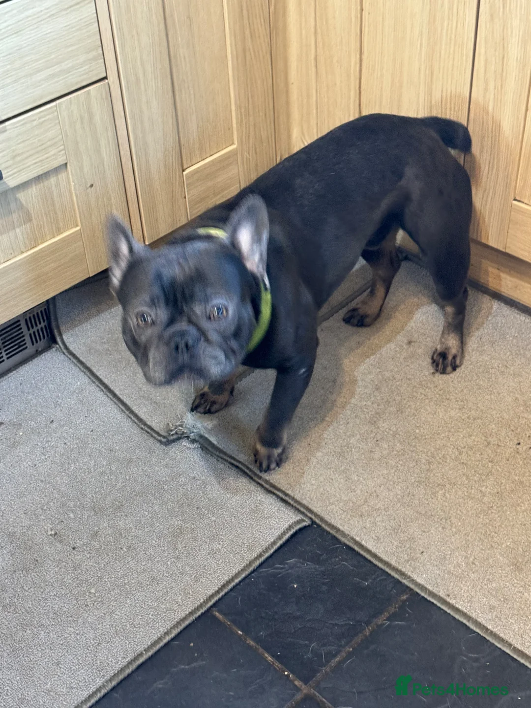 French Bulldog dogs for sale: 2 year old male French bulldog  - Advert 4