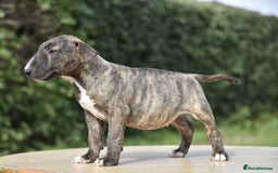 Miniature Bull terrier dogs for sale: Miniature x standard size bull terrier puppies  - Image 3