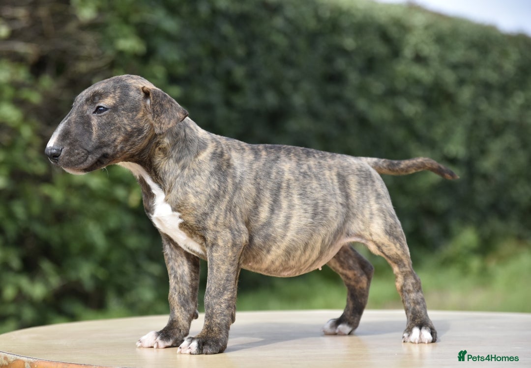Miniature Bull terrier dogs for sale: Miniature x standard size bull terrier puppies  - Image 3