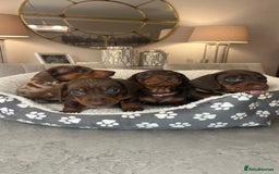 Miniature Dachshund dogs for sale: Ronnie Rocket - Stunning Last Remaining Girl PRA KC Mini Dachshund - Image 21