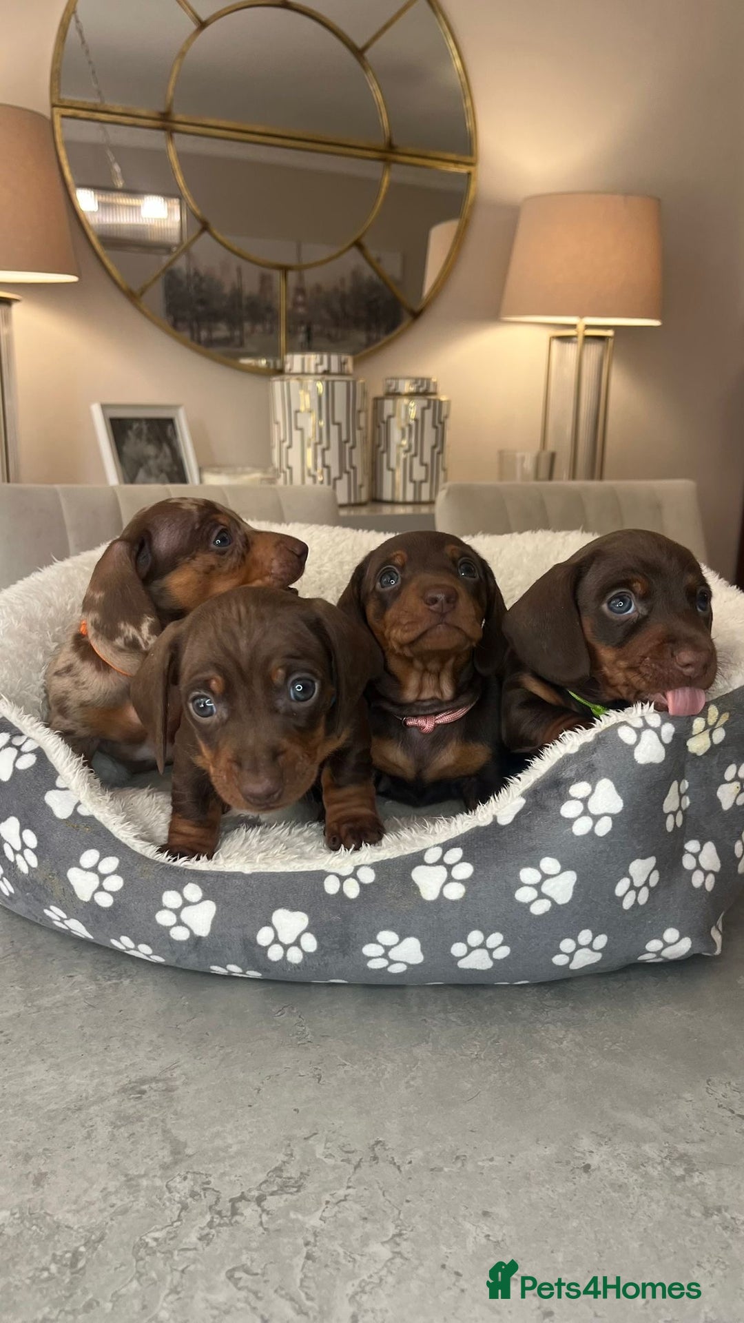 Miniature Dachshund dogs for sale: Ronnie Rocket - Stunning Last Remaining Girl PRA KC Mini Dachshund - Image 21