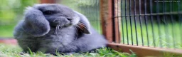 French Lop rabbits for sale: Stunning xl French lops  - Advert 3