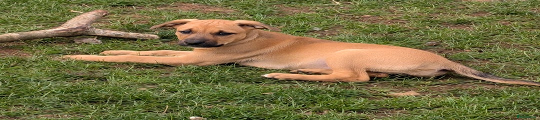 Mixed Breed Puppy 5