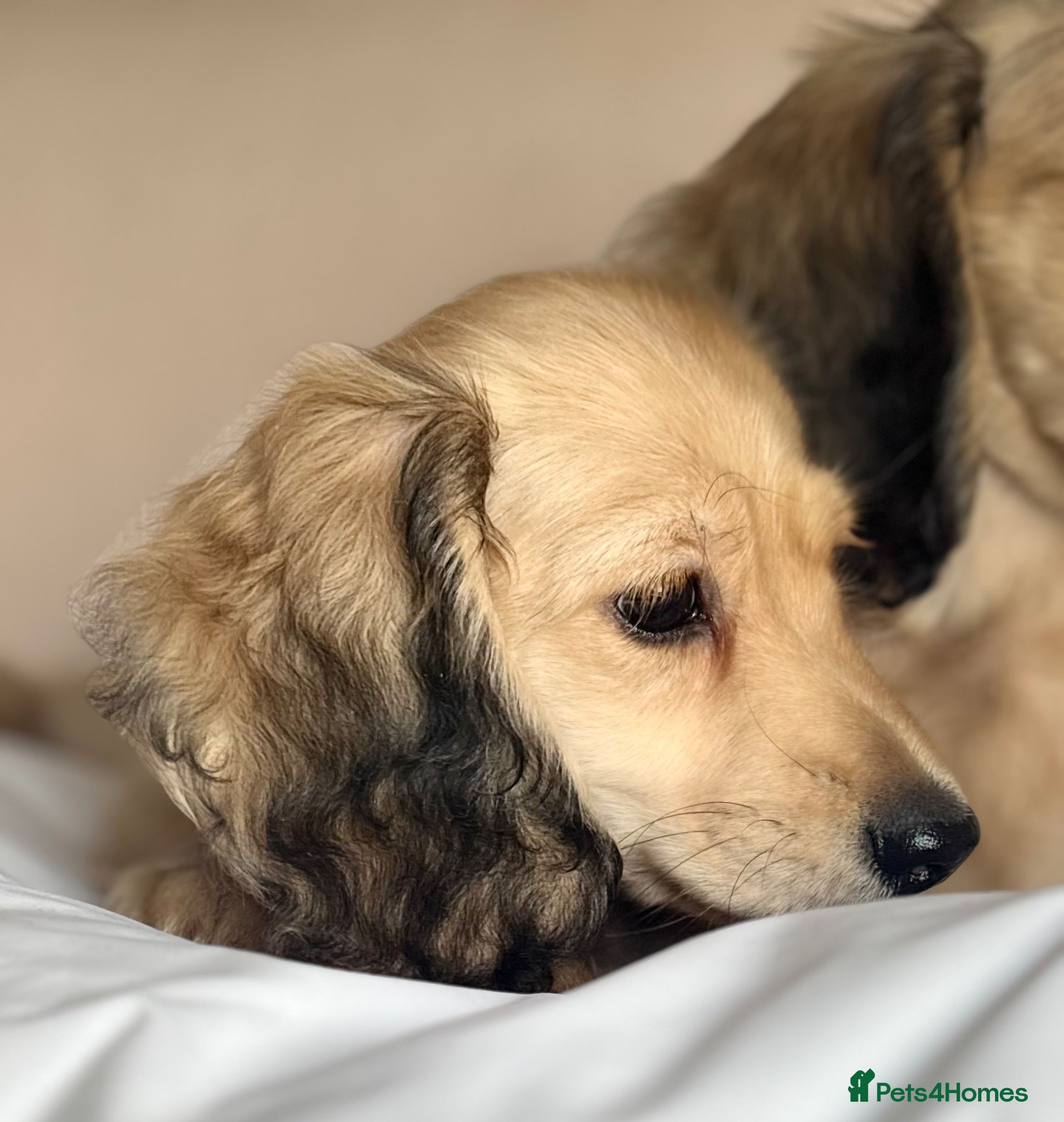 Miniature Dachshund dogs PRA clear 🐶KC miniature Long haired Dachshunds 🐶 - Advert 2