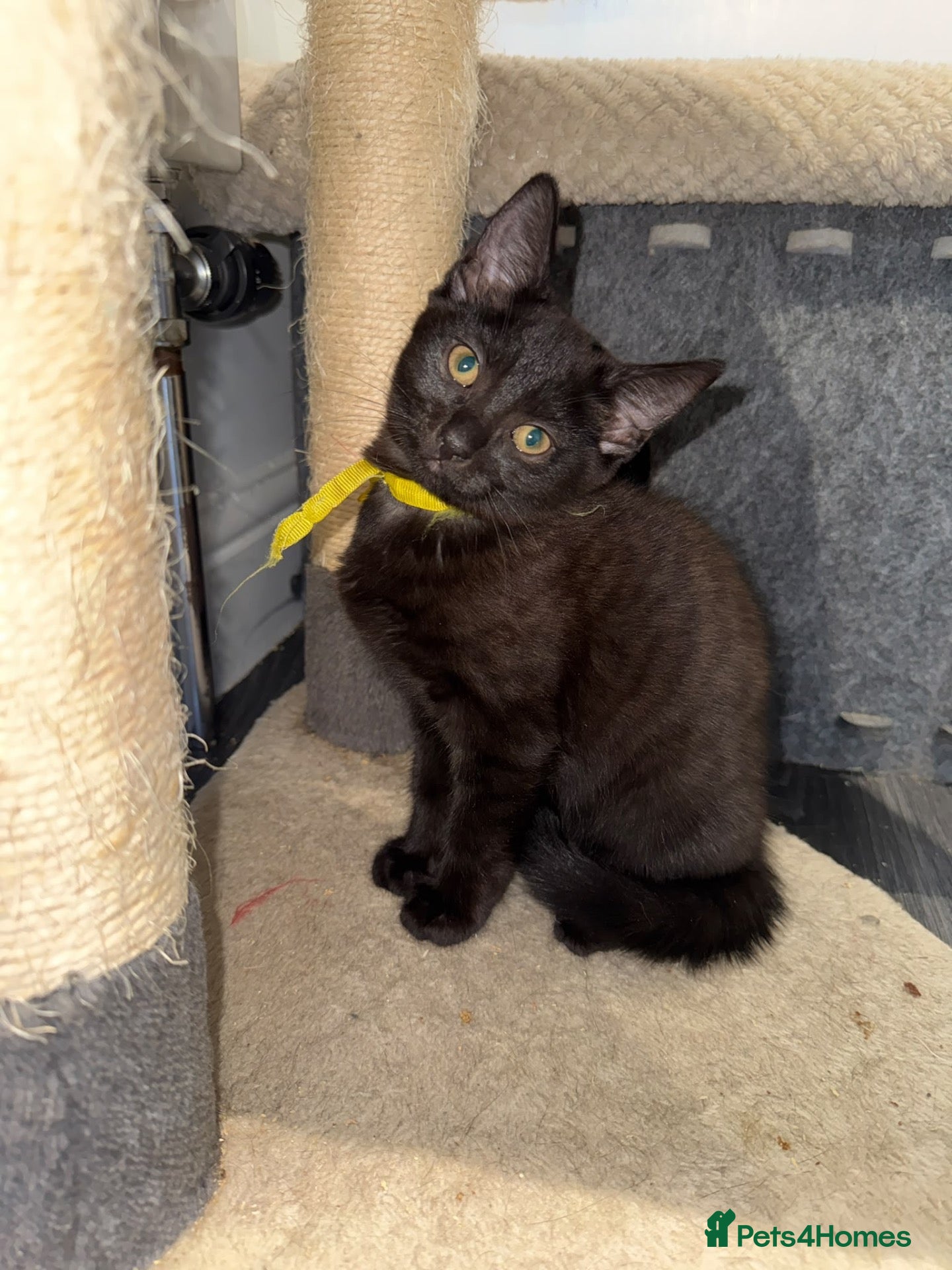 Mixed Breed cats (REDUCED) British Mix Kittens 1 Boy 1 Girl Left - Advert 6