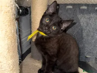 Mixed Breed cats (REDUCED) British Mix Kittens 1 Boy 1 Girl Left - Advert 6