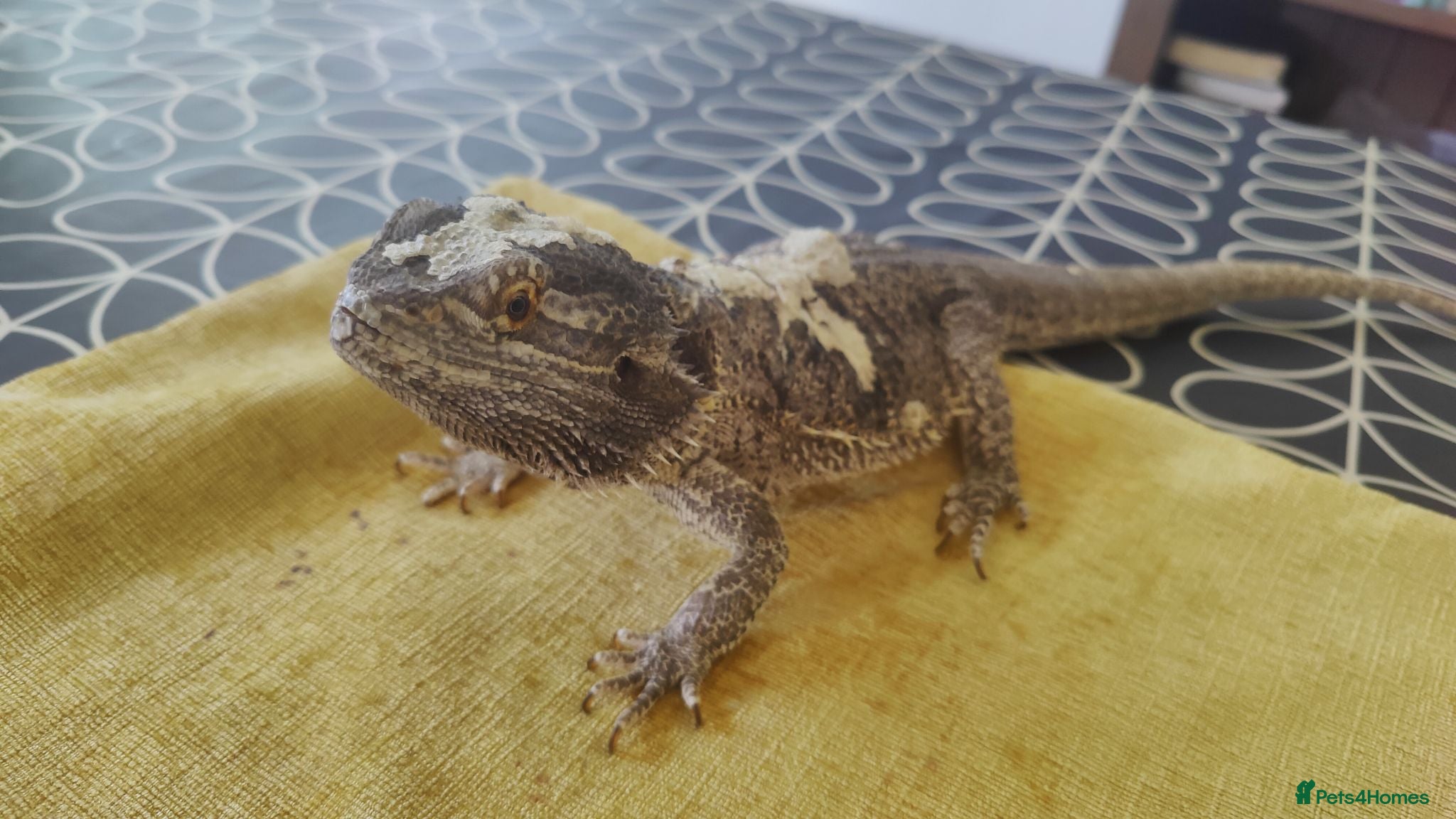 Bearded Dragon reptiles Bearded Dragon - 7 years old - Advert 1