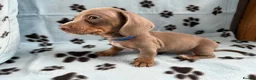 Miniature Dachshund dogs for sale: LOVELY MINIATURE DACHSHUNDS PUPPIES FOR SALE in Southampton - Advert 7