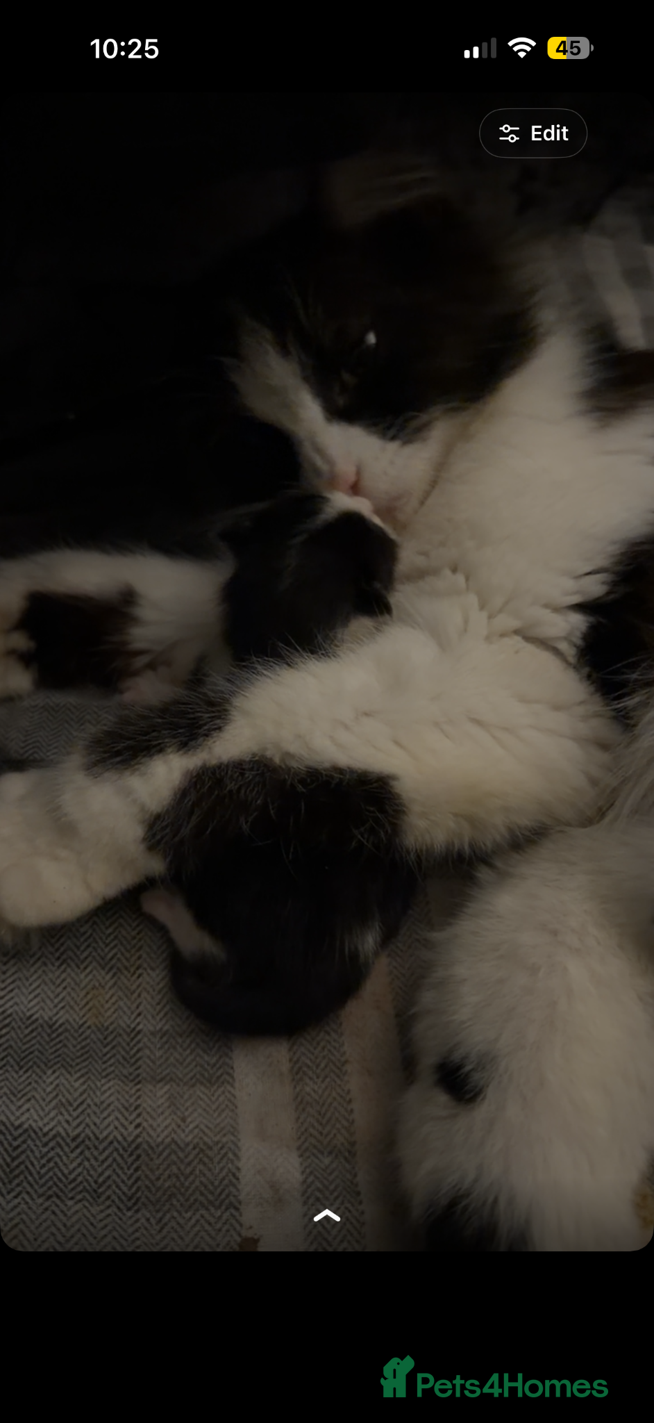 Mixed Breed cats 3 baby kittens for sale  - Advert 1