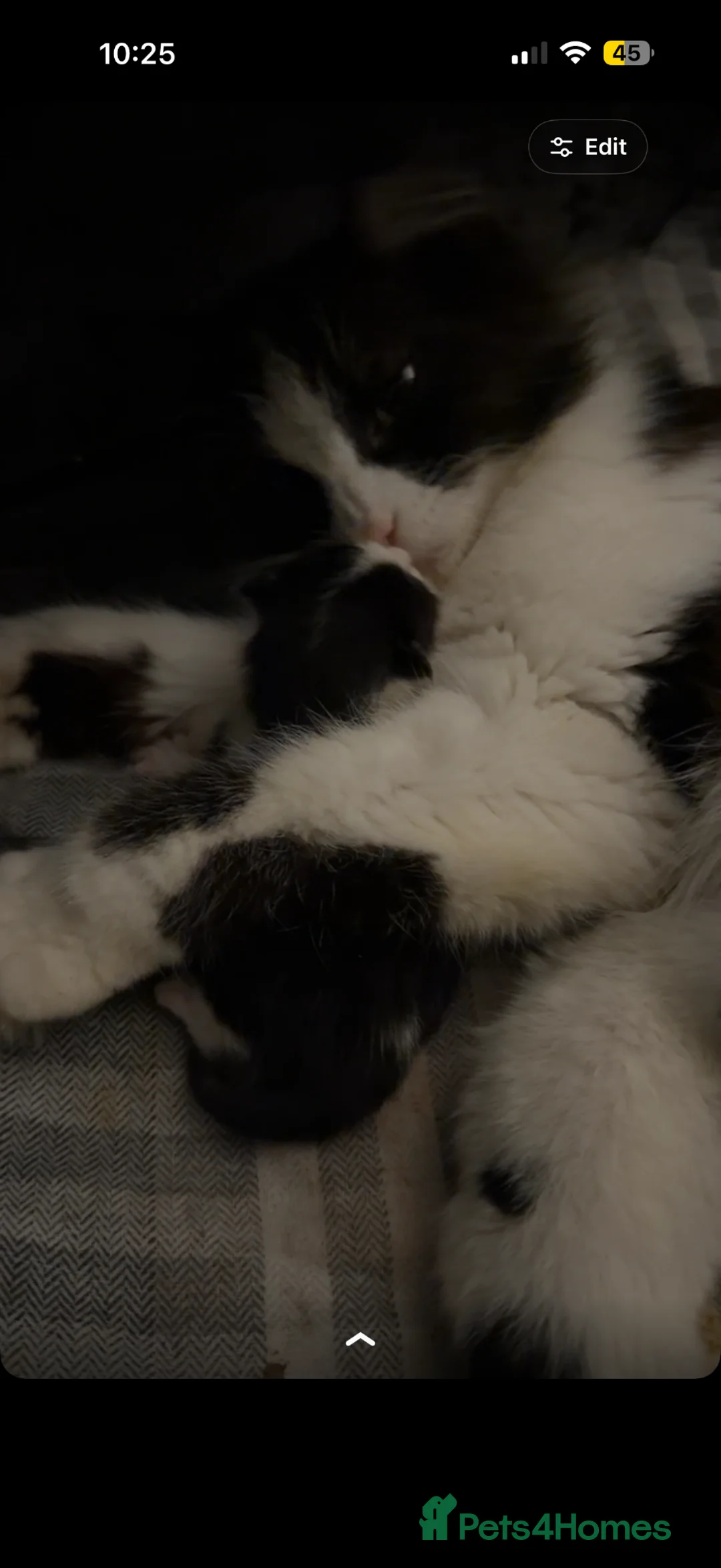 Mixed Breed cats for sale: 3 baby kittens for sale  - Advert 1