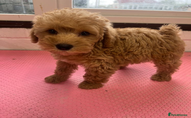 Mixed Breed dogs - Advert 7