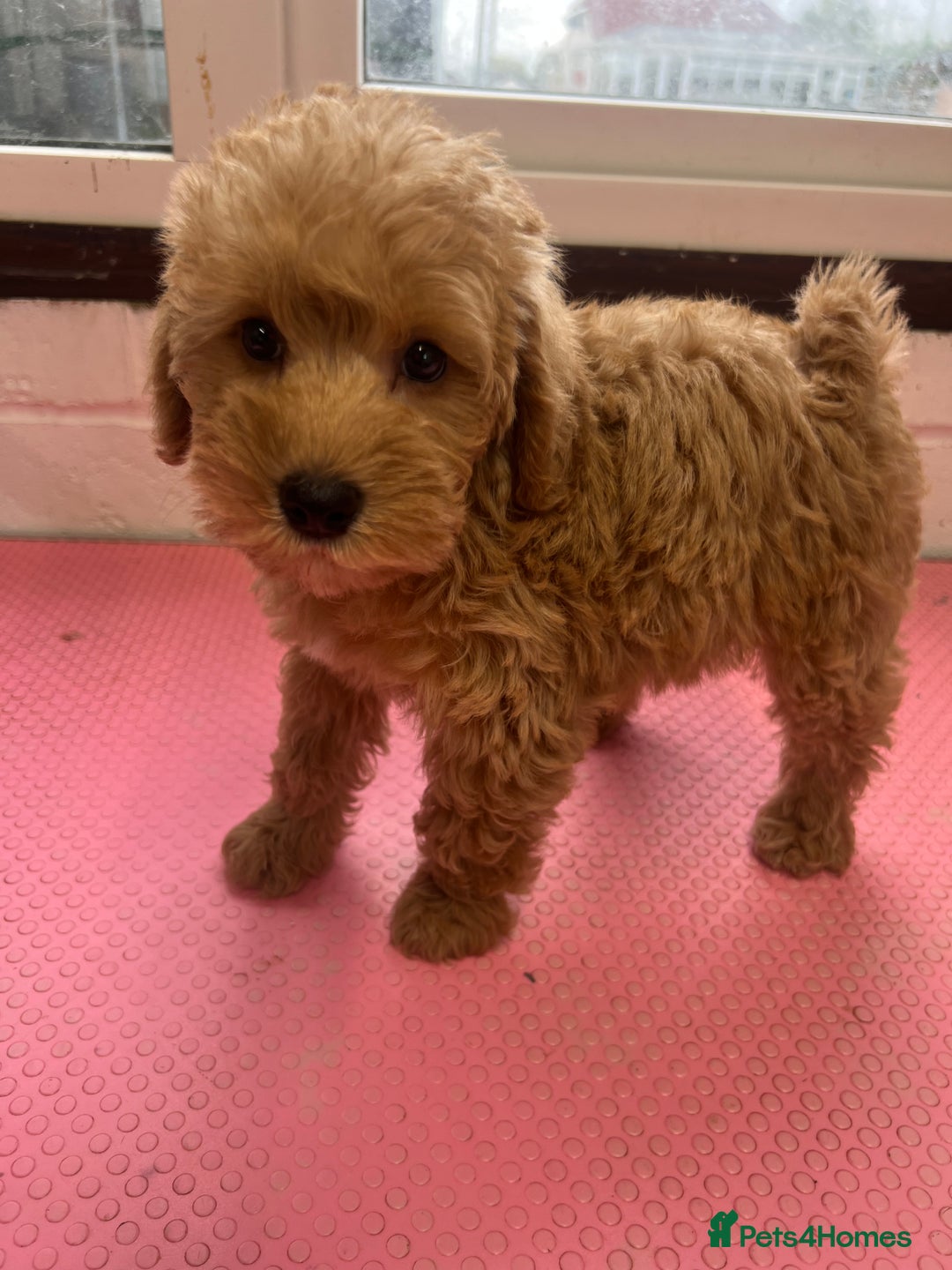 Mixed Breed dogs for sale: Miniature schnoodle girl ready to leave  - Image 1