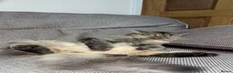 Persian cats for sale: Beautiful Persian Chinchilla  - Advert 1