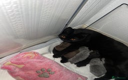 British Shorthair cats for sale: British short hair kittens - Image 1