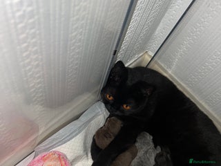 British Shorthair cats British short hair kittens - Advert 13