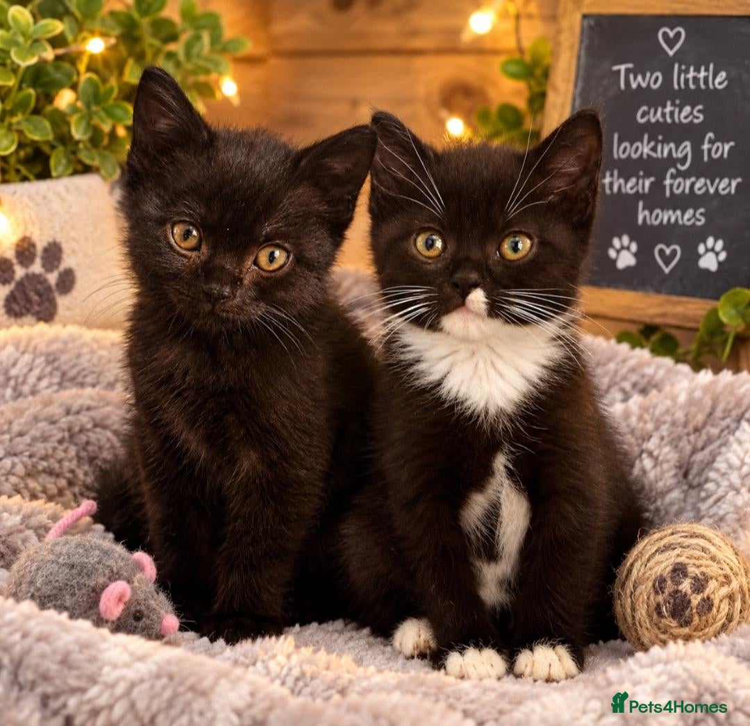 British Shorthair cats Beautiful Kittens 😻😻 - Advert 1