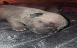 French Bulldog dogs for sale: 5 beautiful male french bulldog puppies  - Image 19