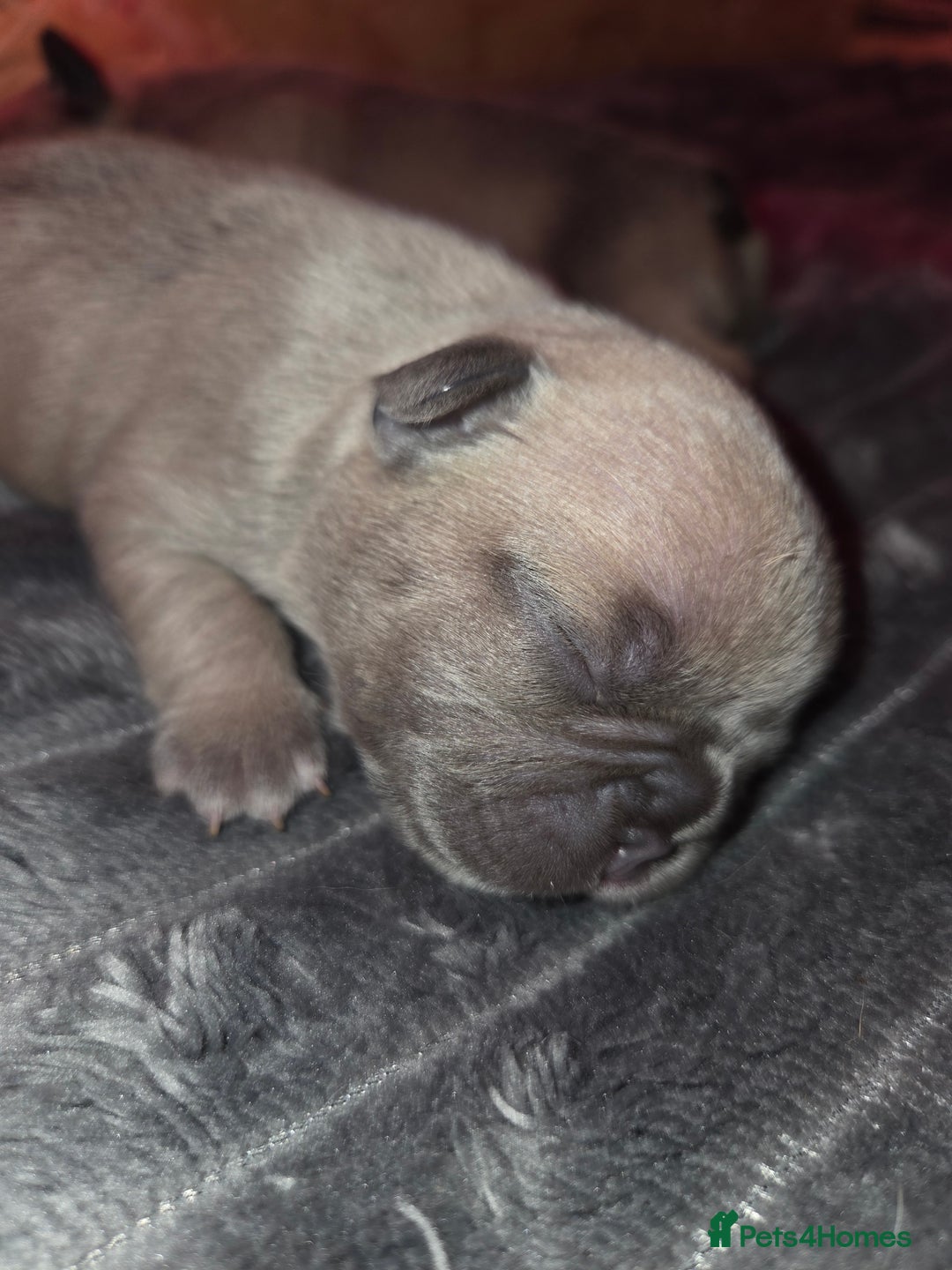 French Bulldog dogs for sale: 5 beautiful male french bulldog puppies  - Image 19