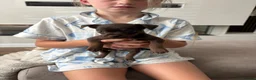 Mixed Breed dogs for sale: Chihuahua x patterdale - Advert 14