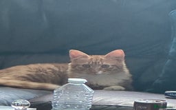 Domestic Shorthair cats for sale: Black & White Kitten for Sale – 7 Weeks Old  - Image 4