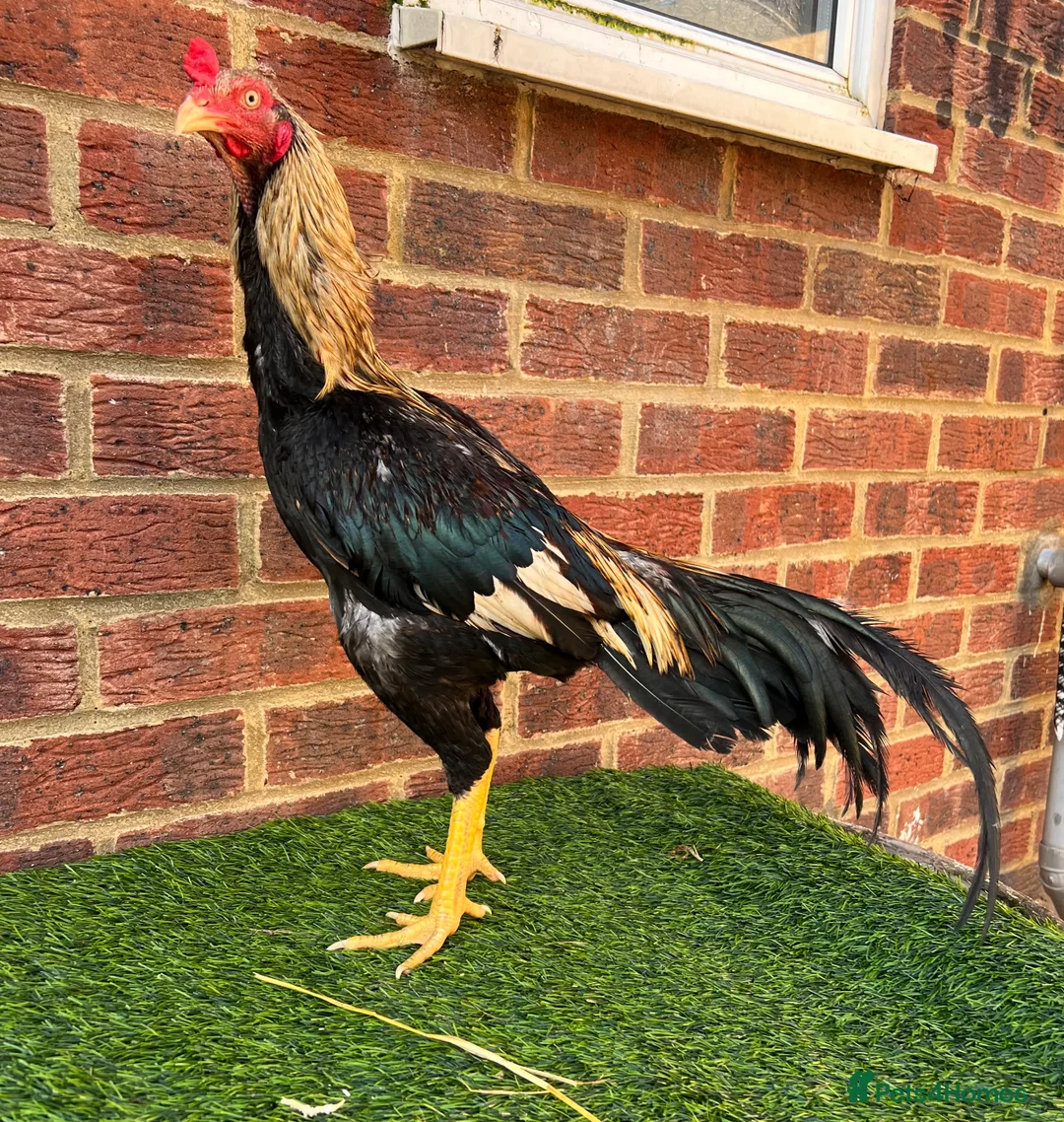 Chickens poultry for sale: Asil Stag - Advert 3