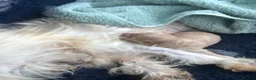 Maltipoo dogs for sale: 🐶❤️ Exceptional Tiny Maltipoo Puppies ❤️🐶 - Advert 3