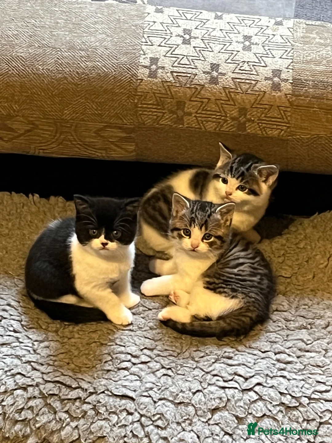 British Shorthair cats for sale: British shorthair mixed kittens - Advert 2
