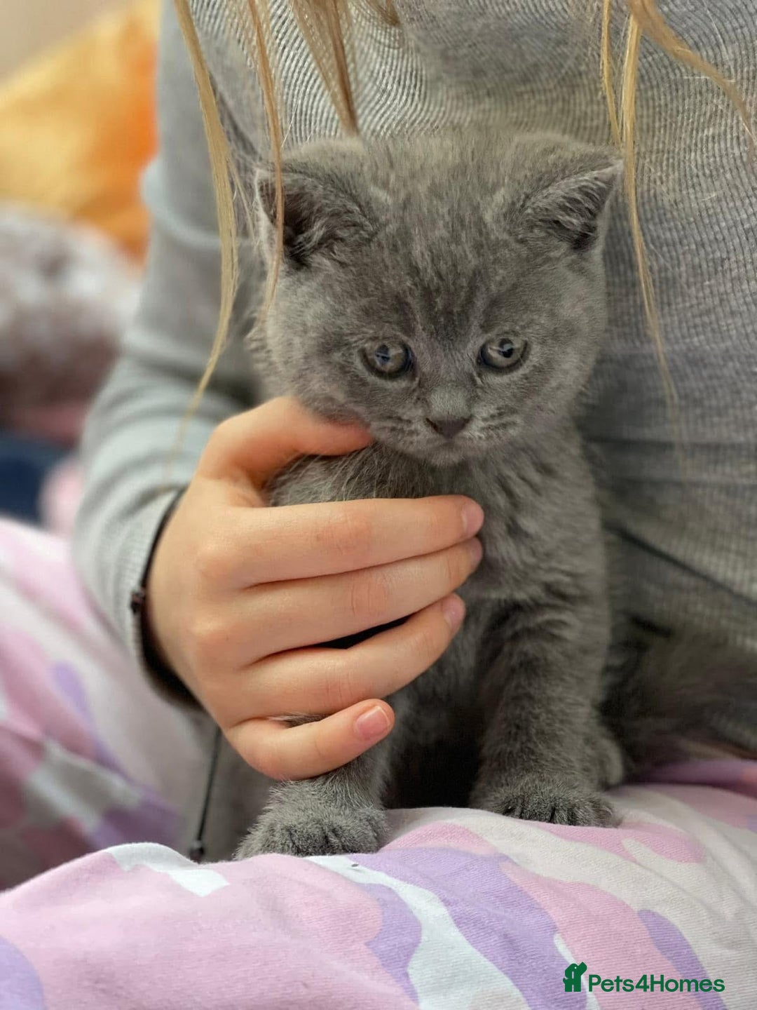 British Shorthair cats for sale: Beautiful litter of British blues  - Image 10