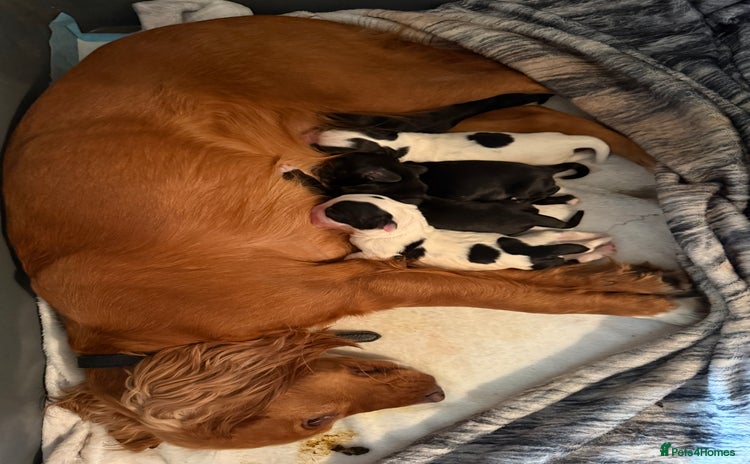 Sprocker dogs - Advert 2