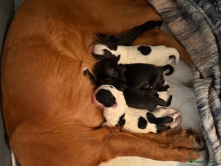 Sprocker dogs for sale - Advert 1