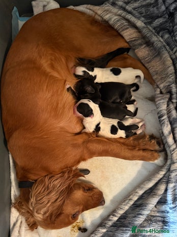 Sprocker dogs - Advert 1