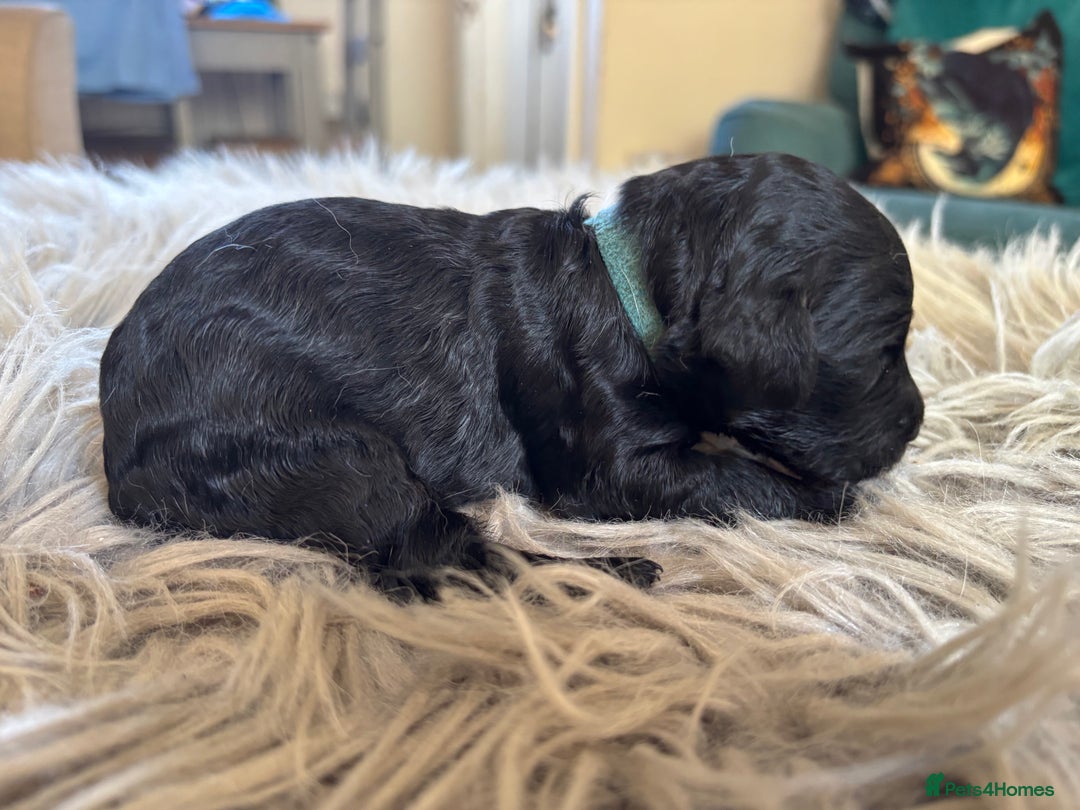 Goldendoodle dogs for sale: 12 Stunning Goldendoodles - Image 10