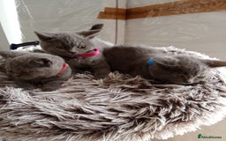 Brazilian Shorthair cats for sale: Beautiful blues Bristh short hair - Image 24