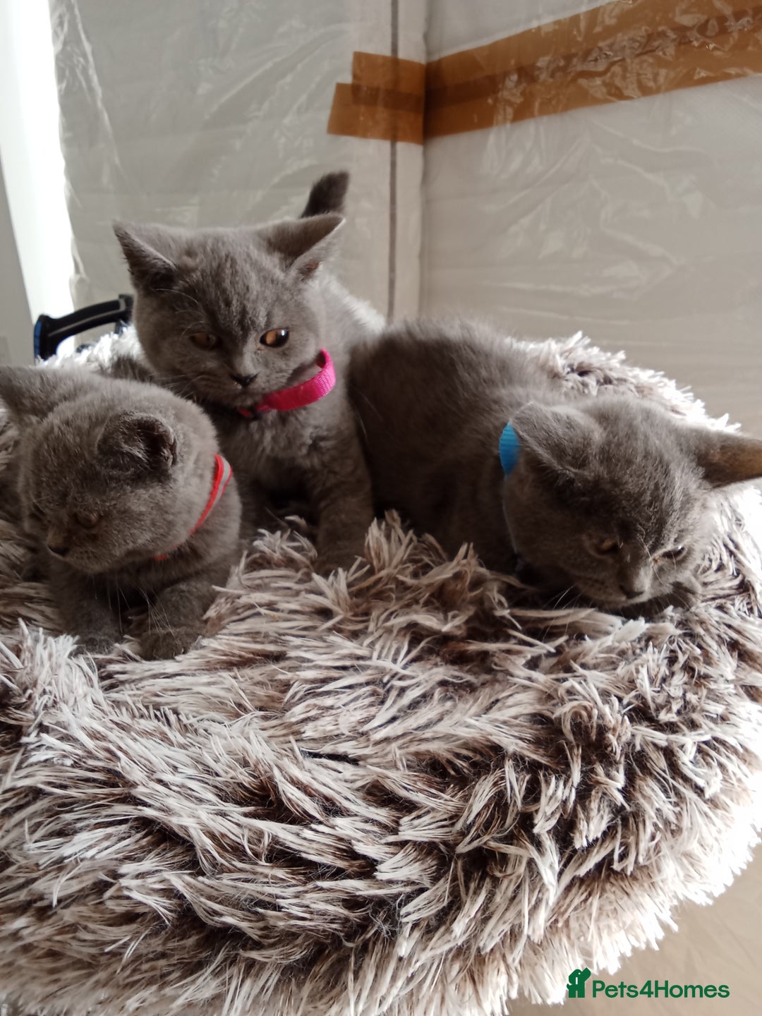 Brazilian Shorthair cats for sale: Beautiful blues Bristh short hair - Image 24