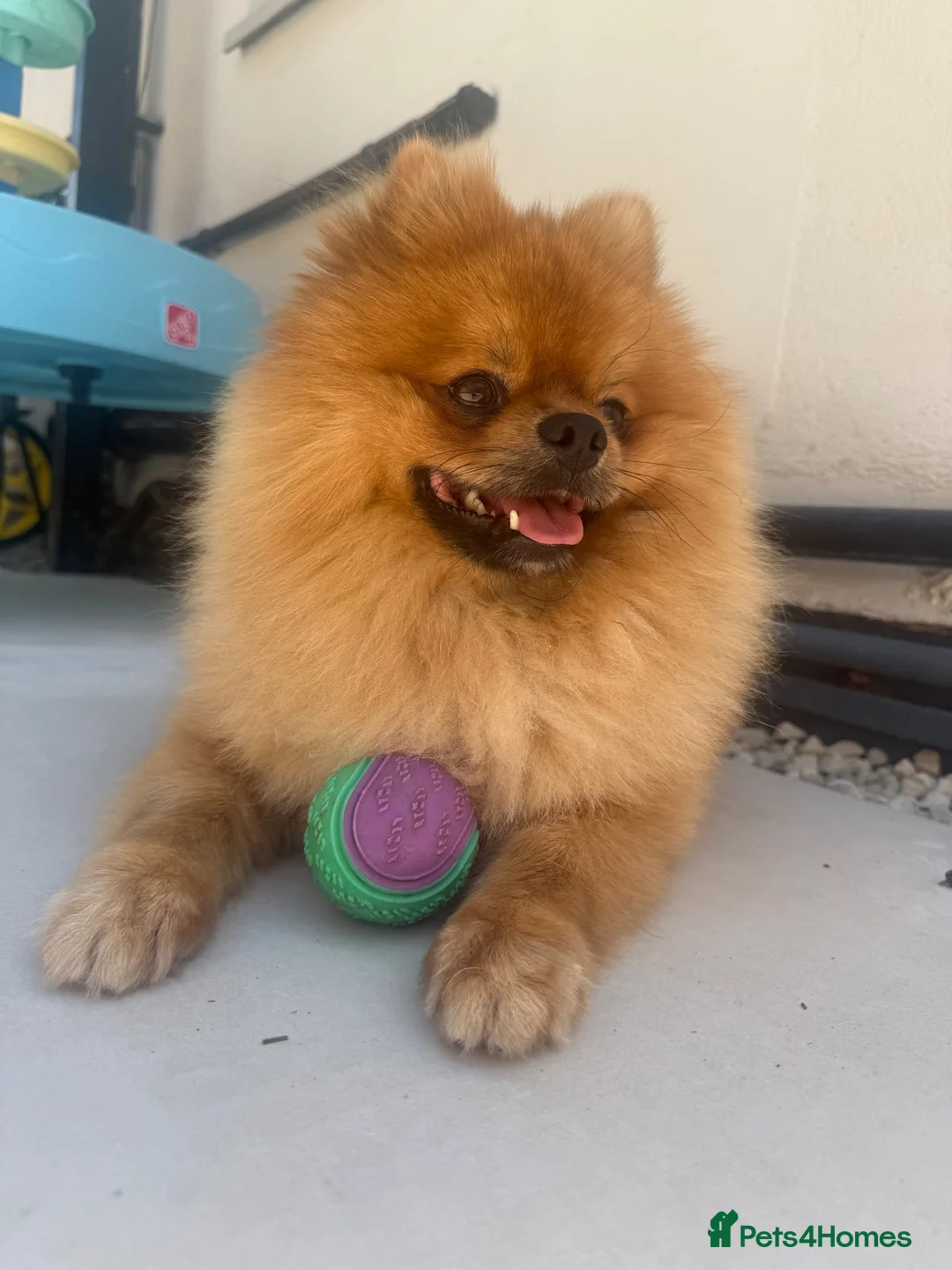 Pomeranian dogs for stud: Czech Republic Pomeranian import - Advert 2