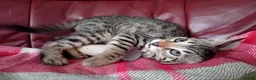 Bengal cats for sale: Bengal Kittens: Princess, Hunter & Friend - Advert 7