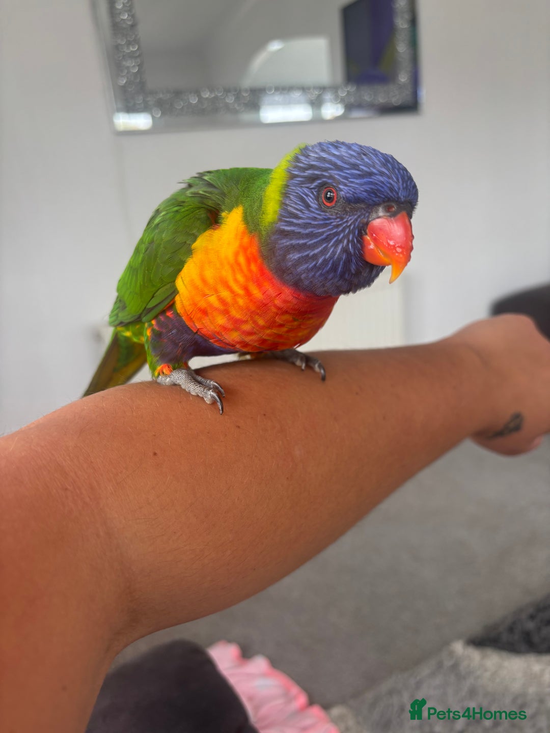 Lorikeets birds for sale: Female rainbow lorikeet - Image 3