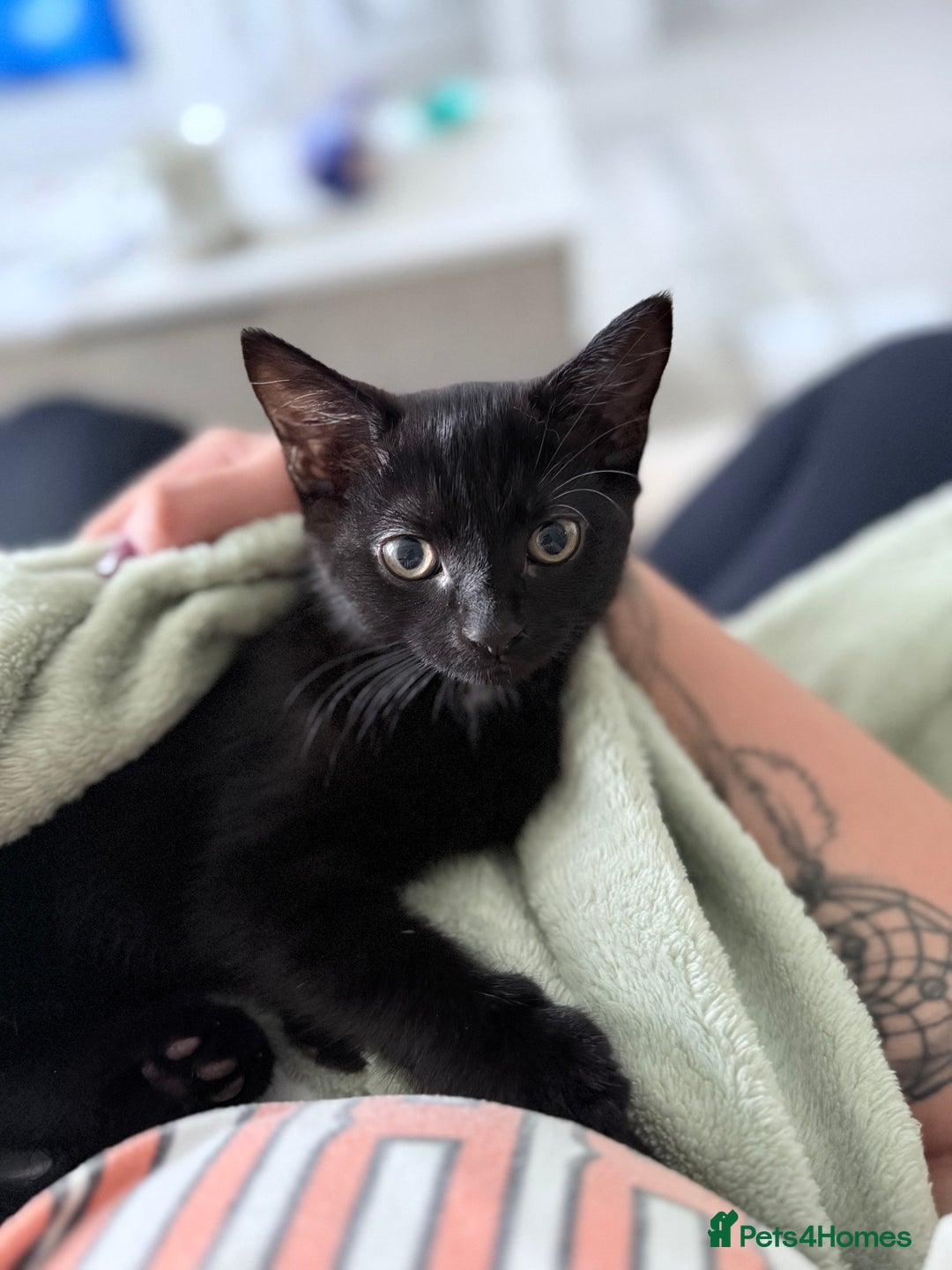 Domestic Shorthair cats for sale: Black domestic shorthair female - Image 1