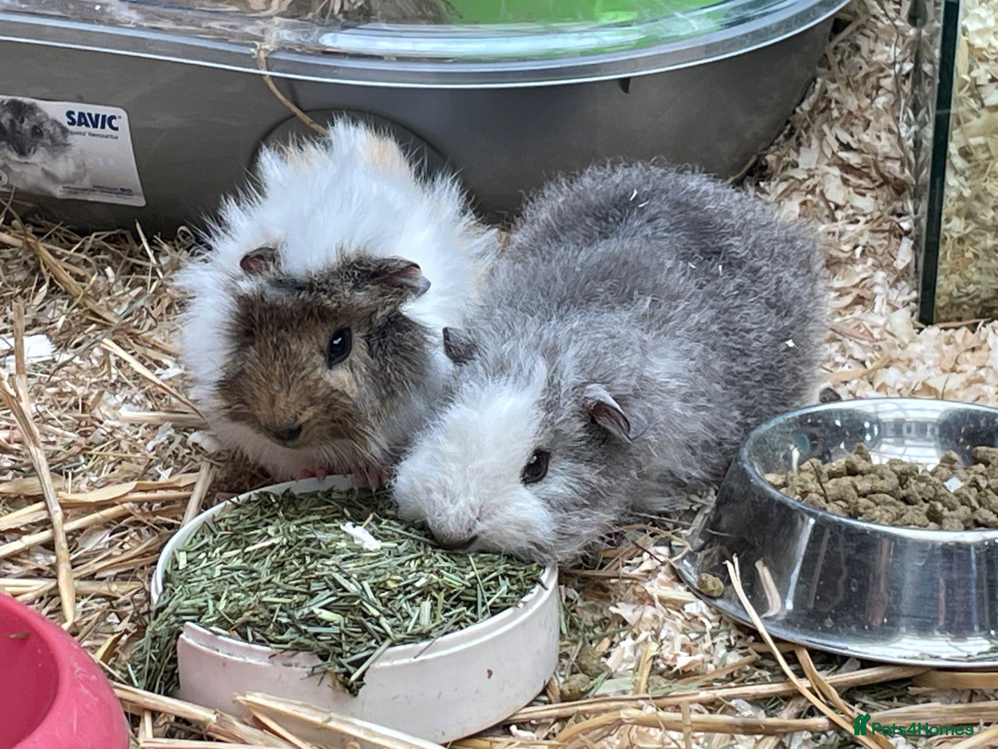 Guinea Pig rodents 10 week old male guinea pigs - Advert 11