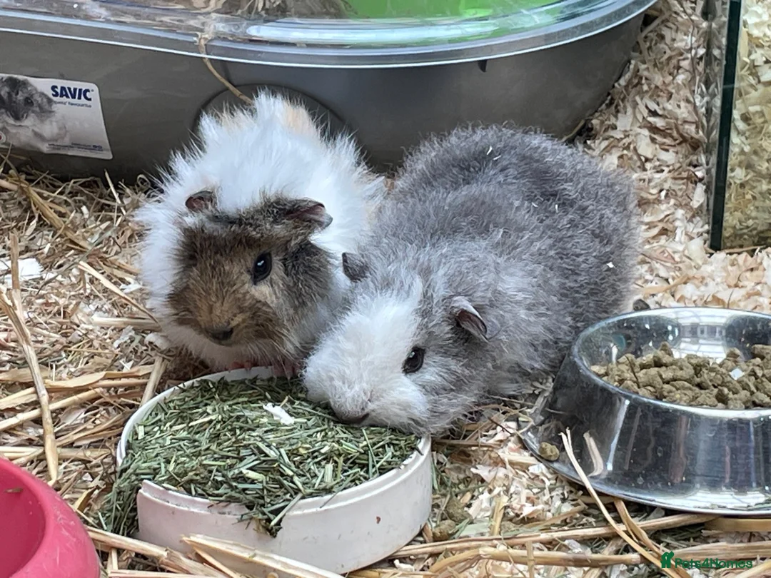 Guinea Pig rodents for sale: 10 week old male guinea pigs in Torrington - Advert 1