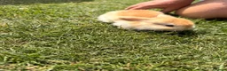 Mini Lop rabbits for sale: Baby boy mini Lop for sale 💙 - Advert 4