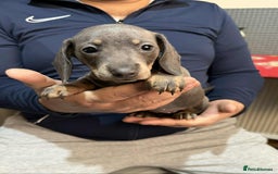 Dachshund dogs for sale: Miniature Dachshund Puppies - Advert 19
